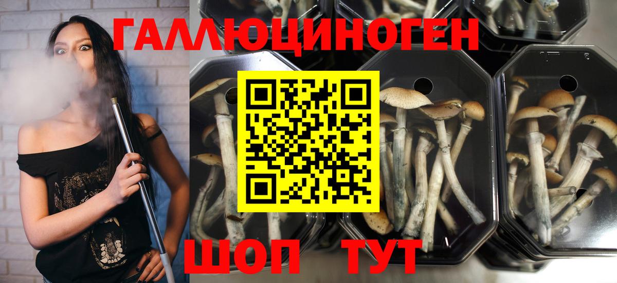 Галлюциногенные грибы MAGIC MUSHROOMS Обь